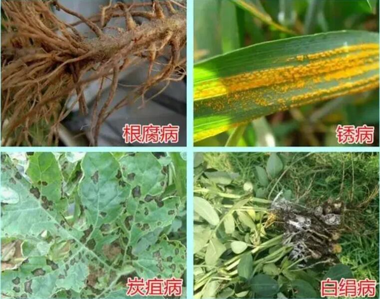 农业病虫害ai智能识别 害虫智能诊断与预警系统