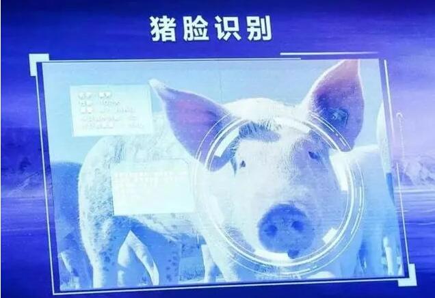 猪脸识别、以猪为本：AI养猪那些事