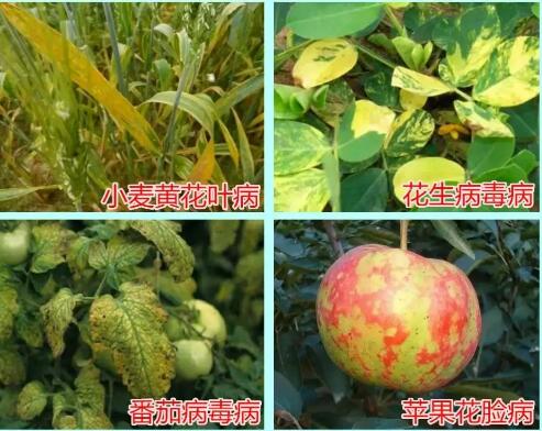 智慧农业病虫害监测预警系统智能识别农作物病虫害