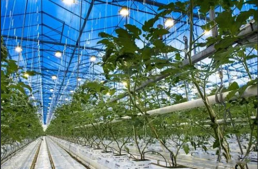 智能温室大棚实时监测温度 实时监测温室大棚生产环境