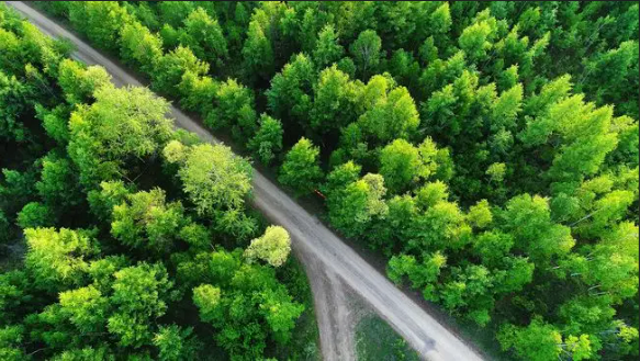 智慧农业监测与防控外来入侵生物系统  林业有害生物监测预警解决方案