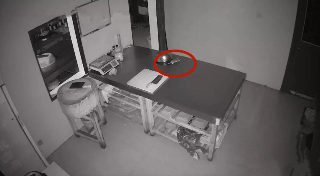 老鼠识别检测告警 明厨亮灶智能分析告警平台厨房鼠患检测