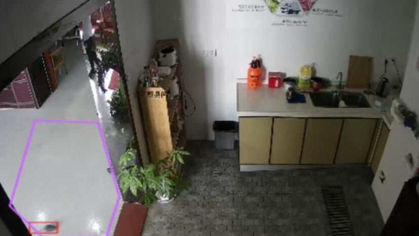 老鼠识别预警系统 厨房老鼠视频分析检测老鼠算法