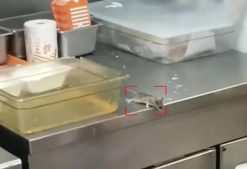老鼠识别预警系统 厨房老鼠视频分析检测老鼠算法