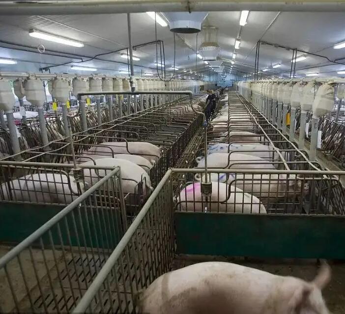 基于云平台的物联网养猪系统 智慧猪场信息化平台的建设与应用 