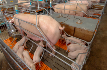 生猪养殖猪舍监测调控