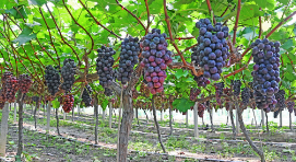 果园土壤温湿度监测系统