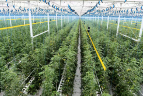 农业物联网智慧农业云平台 农业生态远程实时监测系统