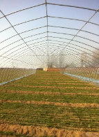 农业大棚物联网数据监测系统 远程无线大棚控制物联网技术