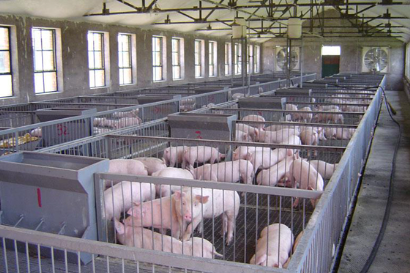 猪养殖智能监测系统