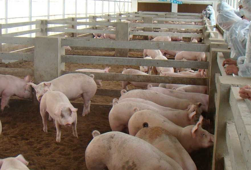 自动化养猪需要监测什么数据 智能数猪