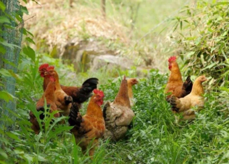 智慧养鸡系统解决方案 家禽养殖系统