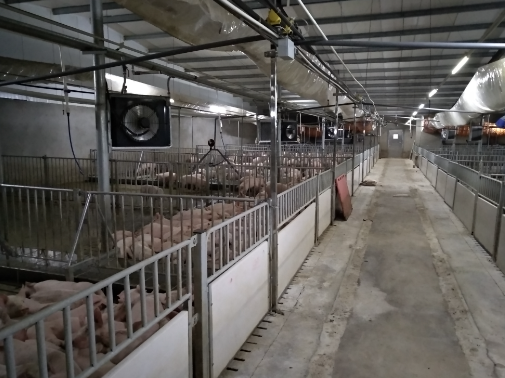 养猪信息化管理系统平台 生产管理系统是核心