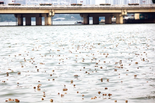 水面漂浮物识别系统 　河道漂浮物监测系统