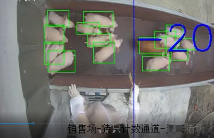 AI算法盒子实现生猪出栏智能计数 养殖场AI数猪系统