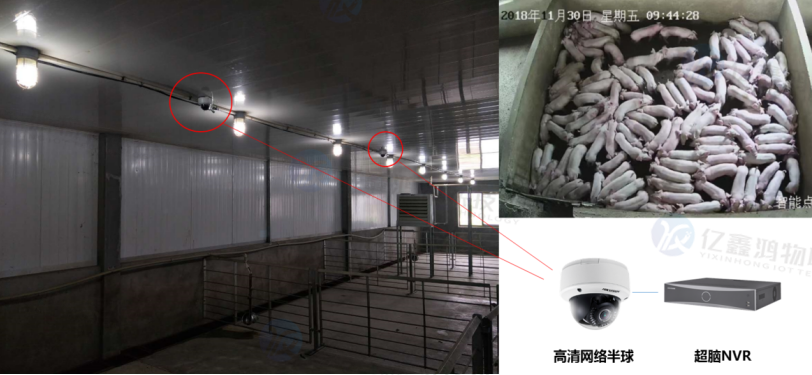 AI数猪计数清点猪只数量软件
