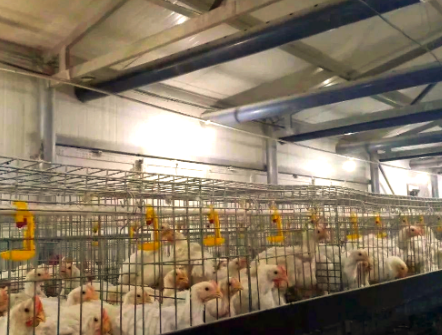 智能养鸡场环控系统定制开发